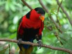 Kenali 11 Jenis Burung Dilindungi yang Banyak Beredar di Pasar Ilegal Sulawesi Selatan