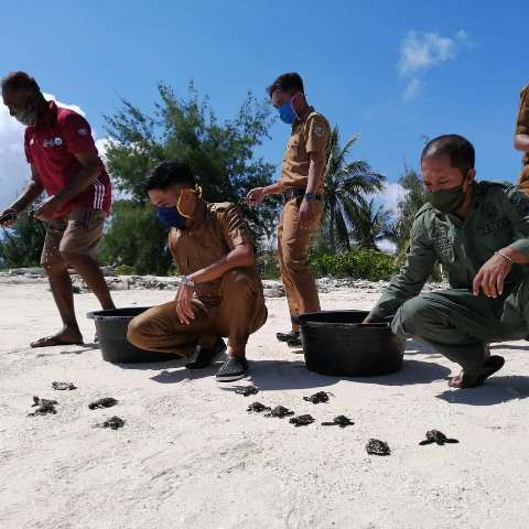Konservasi Penyu, TN Takabonerate Melepasliarkan Tukik di Pulau Pasitallu Timur