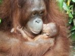 Lahir di Momen Lebaran, Bayi Orangutan di TSI Cisarua Diberi Nama Fitri