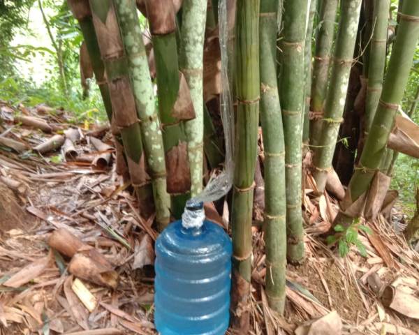 Sari Bambu, Minuman Alami Petani di Salassae yang Berkhasiat Jaga Stamina