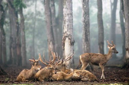 Perihal Larangan Perburuan Satwa di Hutan, 4 Hal Ini Penting Diketahui!