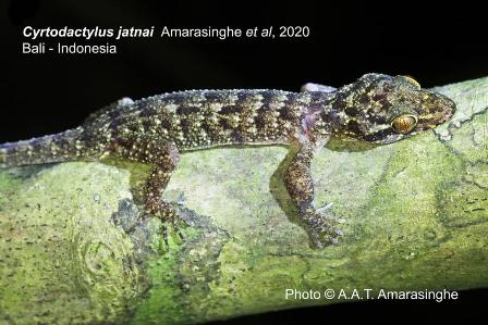Spesies Endemik Baru Reptil Ditemukan di Bali Barat