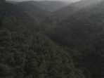 Laju Deforestasi Indonesia Turun, Keanekaragaman Hayati Terlindungi