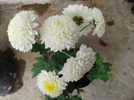 Chrysanthemum inodorum