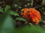 5 Macam Bunga dengan Warna Menawan yang Menawarkan Optimisme