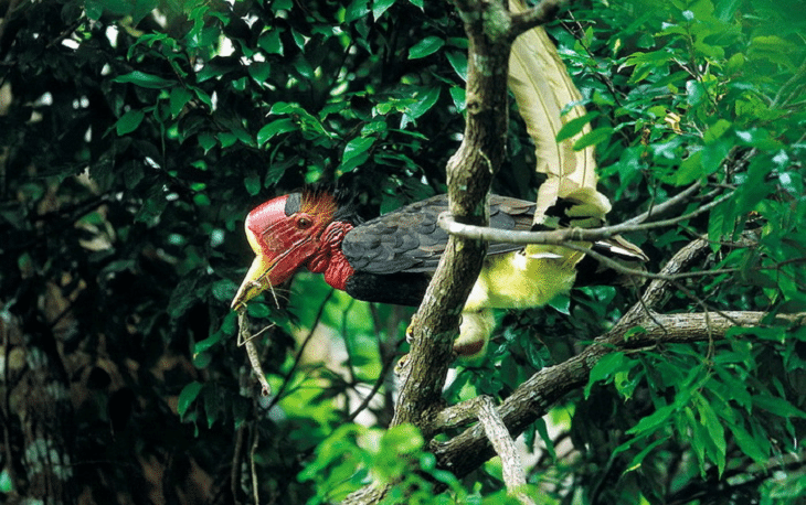 Burung Enggang Gading, Pelestari Hutan yang Haus Perhatian
