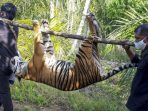 Lagi dan Lagi, Harimau Sumatera Ditemukan Kehilangan Nyawa