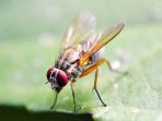 7 Cara Alami Membasmi Lalat Buah di Rumah tanpa Bahan Berbahaya  