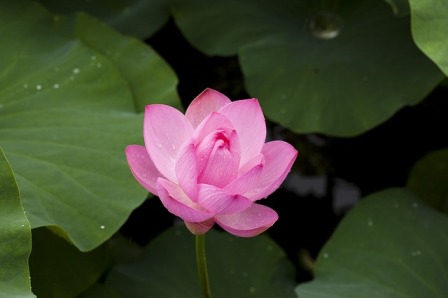 Macam bunga, bunga lotus