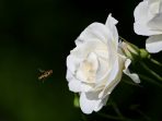 Mawar Putih yang Menggoda, Filosofi dan 6 Fakta Menarik di Baliknya!