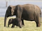 Penyebab Kematian 154 Ekor Gajah di Botswana Diliputi Misteri