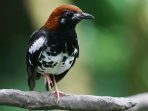Seratusan Burung Anis Menanti Kebebasan Terbang di Pulau Flores