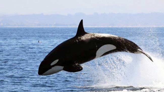 13 Fakta Menarik Paus Orca yang Berkeliaran di Perairan Indonesia