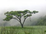 Berkenalan dengan Akasia, Pohon Kenangan yang Kembali Diidamkan