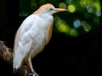 Burung Kuntul Kerbau, Penyeimbang dan Pengendali Hama pada Ekosistem Persawahan
