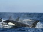 Paus Orca Muncul Lebih Sering di Perairan Indonesia, Pertanda Apa