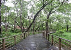 Suaka Margasatwa, Manfaat dan Daftar Lengkapnya di Seluruh Indonesia