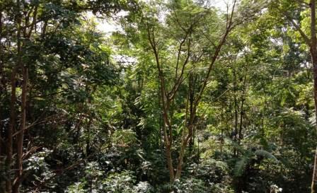 Bisnis Kehutanan Beralih dari Timber Management ke Forest Management
