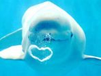 11 Fakta Ikan Paus Beluga yang Dilepaskan ke Laut Setelah Tertawan di Akuarium