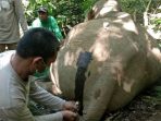 Anak Gajah Sumatera Diselamatkan dari Jerat Tali Nilon di Aceh
