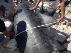 Didahului Upacara Adat, 10 Paus Pilot yang Terdampar di Perairan NTT Dikuburkan