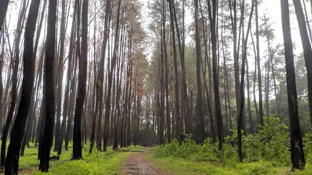 Hutan Pinus Tala-Tala Maros, Sensasi Layaknya di Musim Gugur dan Semi