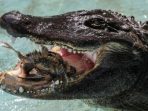Perihal Muja, Aligator Tertua yang Selamat dari Pengeboman Perang Dunia II