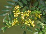 Pohon Johar, Peneduh berbunga Kuning dan Ragam Manfaatnya Bagi Kesehatan