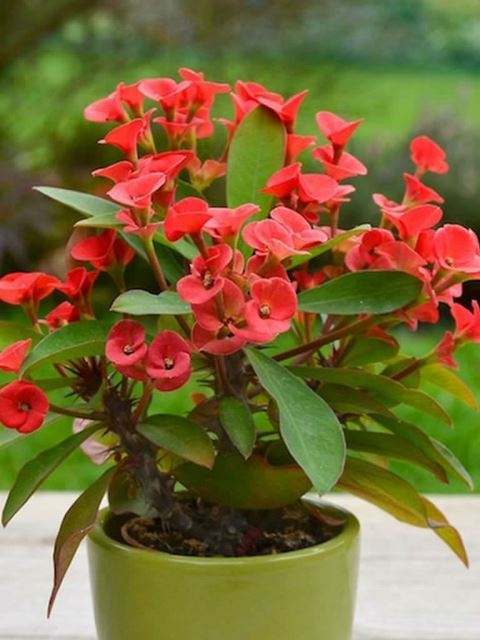 Bunga Euphorbia Selain Berbunga Ranum Juga Antimikroba Hingga Atasi Luka Bakar Klik Hijau