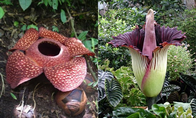 Apakah Sama Antara Rafflesia Arnoldii dan Bunga Bangkai