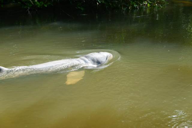 Cerita Seekor Lumba-Lumba Air Tawar yang Kembali Berenang Riang di Sungai Kampar