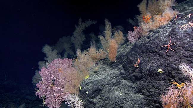 Lebih Dekat dengan 5 Spesies Laut Indonesia yang Baru Ditemukan