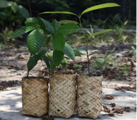Masyarakat di Sekitar TN Gunung Palung Berkreasi Membuat Ecopolybag Berbahan Bambu
