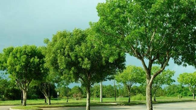 Pohon Tanjung, Pohon Serba Guna yang Cocok untuk Taman Kota