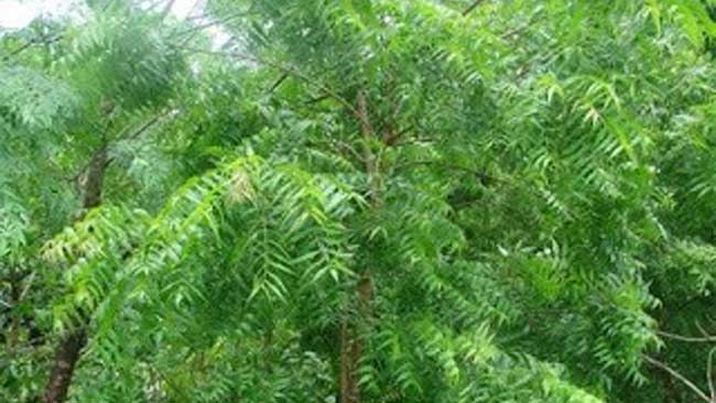 7 Fakta Pohon Mimba yang Diadopsi Puteri Indonesia Lingkungan 2020