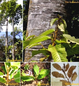kayu atau pohon Vatica-javanica_-T-Kalima