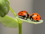 Bagaimana Hubungan dan Interaksi Antara Serangga dengan Tumbuhan