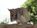 Kisah Seekor Tikus Bergelut dengan Maut Demi Selamatkan Nyawa Manusia
