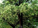 Pohon Pule, Pohon Keramat dengan Sejuta Manfaat Bagi Kesehatan