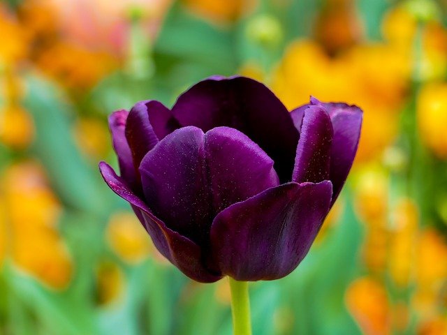 Begini Arti Bunga Tulip yang Membuatnya Jadi Idola di Negeri Kincir Angin