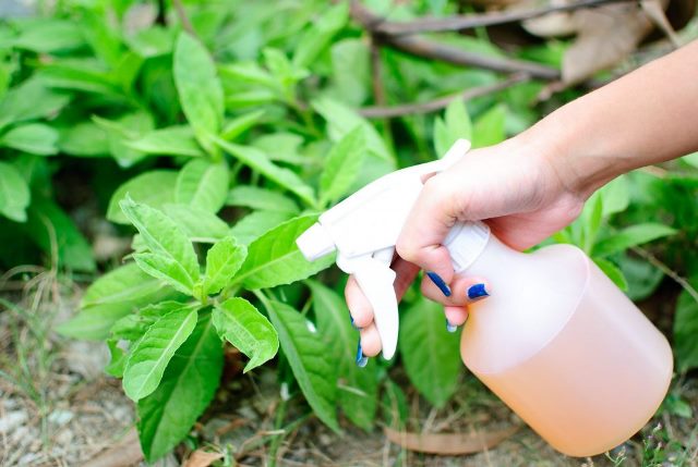 Pestisida Alami, Definisi dan Jenisnya yang Menarik Diketahui