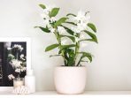 Tips Merawat Anggrek Dendrobium agar Pesonanya Tetap Memancar