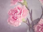 Bunga Carnation, Tanaman Hias sebagai Simbol Perasaan Manusia