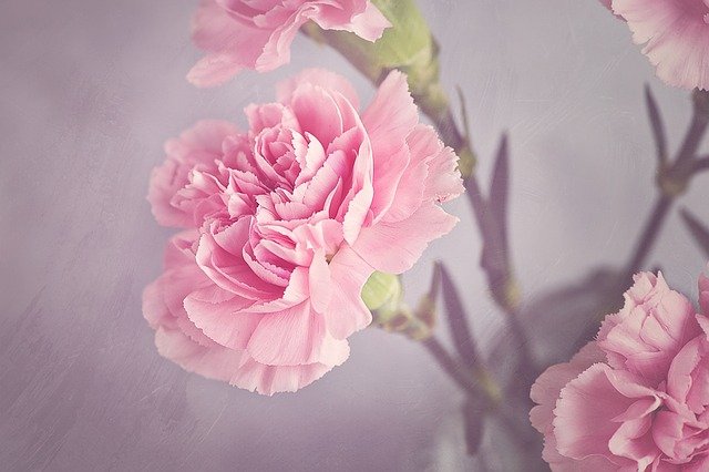 Bunga Carnation, Tanaman Hias sebagai Simbol Perasaan Manusia