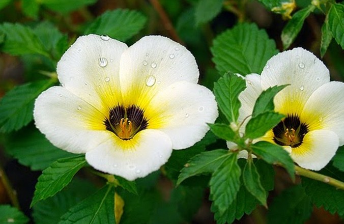 bunga kembang putih
