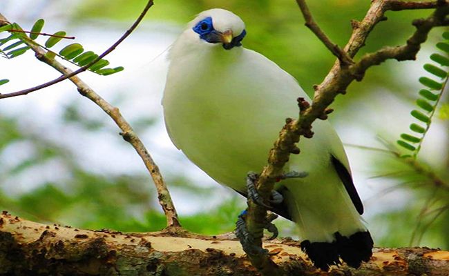 Kabar Baik, Populasi Burung Curik Bali Meningkat di Kawasan TN Bali Barat
