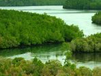 Mengalami Kerusakan Berat, Mangrove Kalsel Diusulkan Jadi Prioritas BRGM