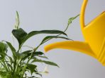 Penyebab Bunga Peace Lily Anda Sekarat dan Cara Memulihkannya!