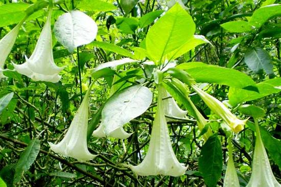 bunga kecubung kembang putih