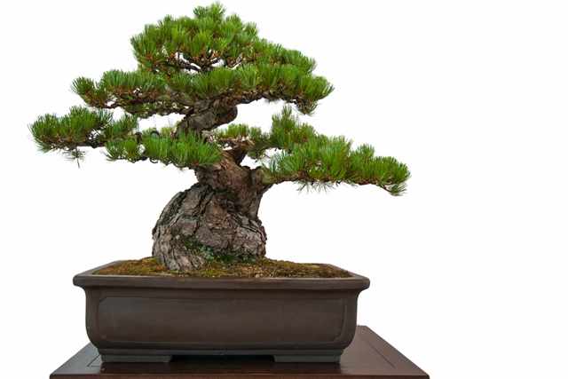 Tanaman bonsai